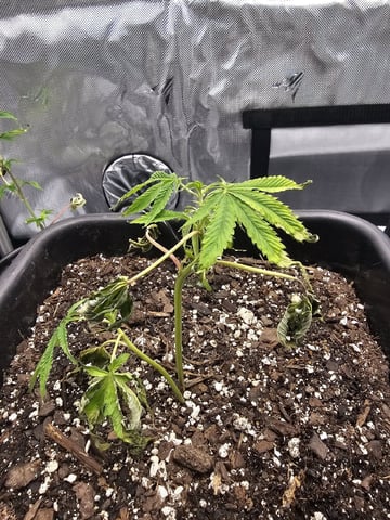 First Grow — vegetative, day 6