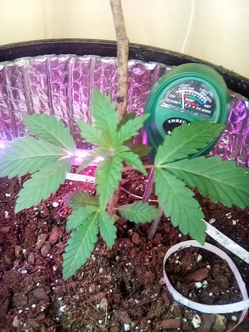 Back At It — grow_setup, day 1