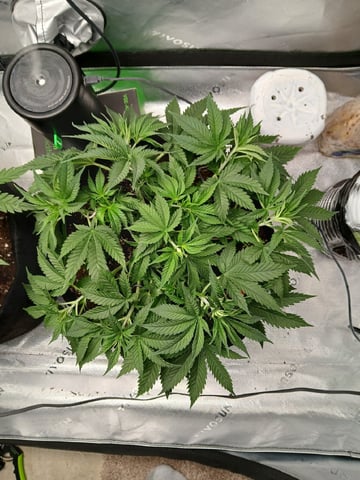 fruity pebbles, cap junky — vegetative, day 45