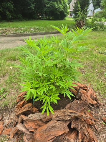 GMO/cherry ice — vegetative, day 1