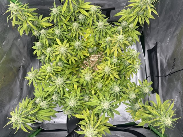 Pine (Auto) 2025 - 0 — flower, day 70