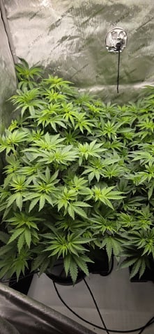 Maple Nectar  — flower, day 44