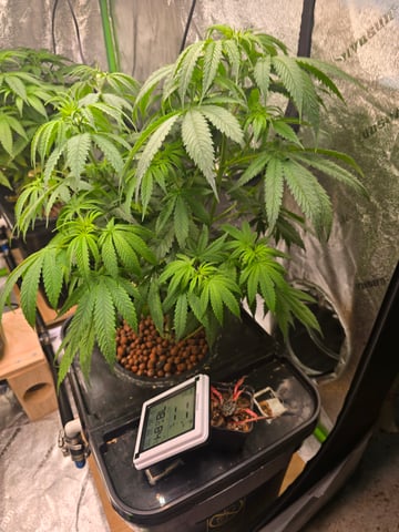Growing — flower, day 72