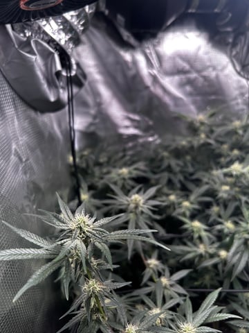 clones — flower, day 75