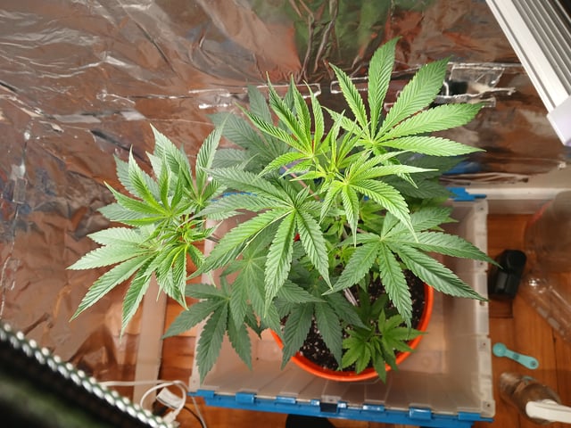 triangle kush  — vegetative, day 8