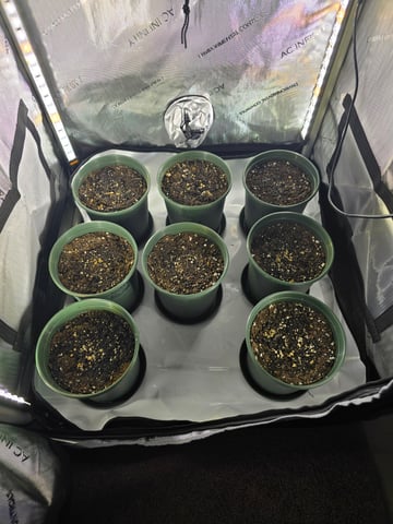 Homegrown - 🍒 🥧 & GSC Auto, 🚀 Seeds 🍌 Buttercups  — grow_setup, day 3