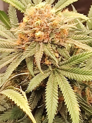 MellowCart6674