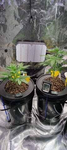 first time grow — vegetative, day 1