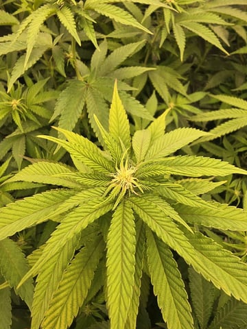 MAIN ROOM — flower, day 35