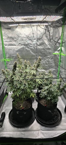 SGC & GWS — flower, day 115