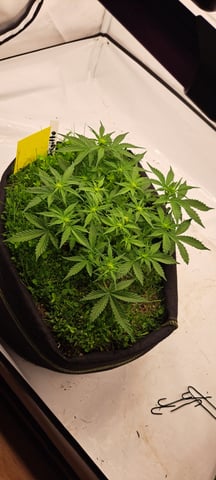 First Grow with the new setup  — auto, day 37