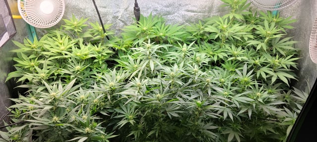 $chooners Grow — flower, day 8