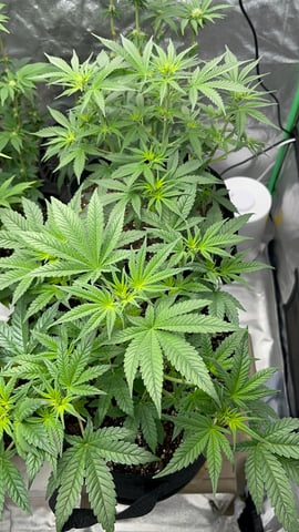 420 Fast Buds Mixed Pack — vegetative, day 34