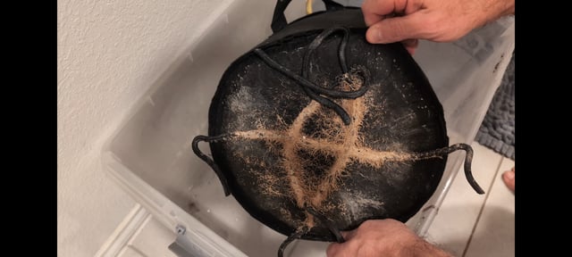 Strawberry Cheesecake Seedsman Seeds Autoflowers x2 — flower, day 103