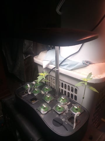 backyard garden — vegetative, day 1