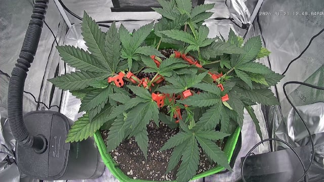 FastBuds Photo-Lemon Mandarin  — vegetative, day 44