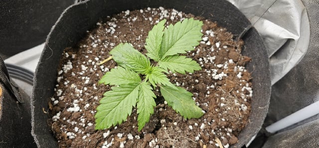 critical orange punch / strawberry soda — grow_setup, day 2