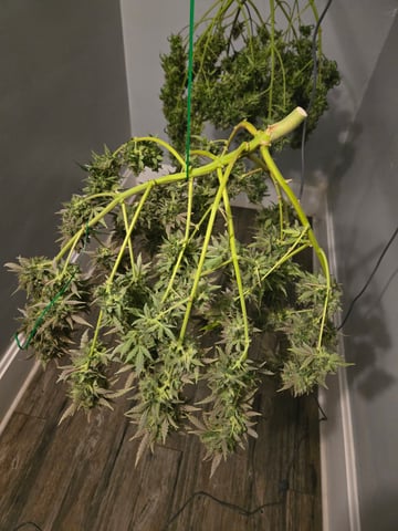 3rd Grow 3x3 tent — flower, day 91