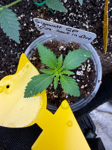 Indoor & Outdoor Grow 6 — vegetative, day 10