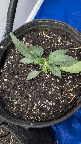 mephisto winter 2026 — vegetative, day 17