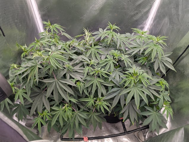 Exotic Genetix Donut Holes & Holiday Special 2025 — flower, day 1