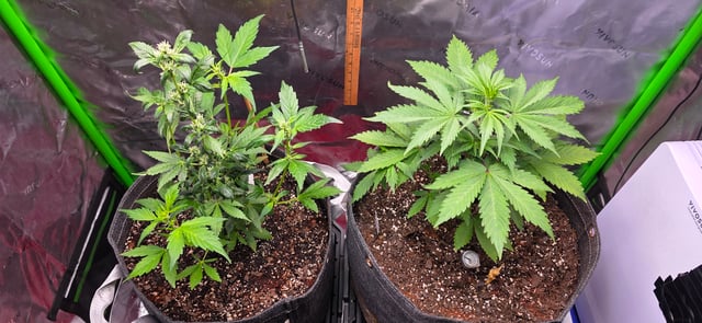 Here We Grow... — flower, day 48