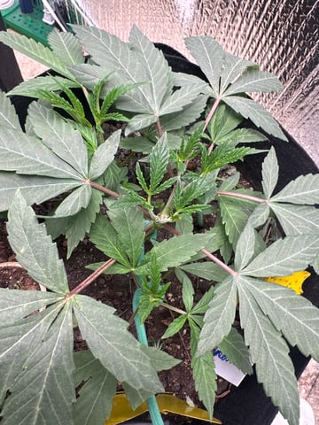 trying some bag seeds — vegetative, day 5