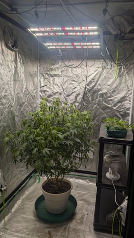 Veg Tent — vegetative, day 1