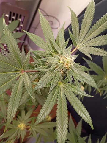 Poor Ivory — flower, day 145
