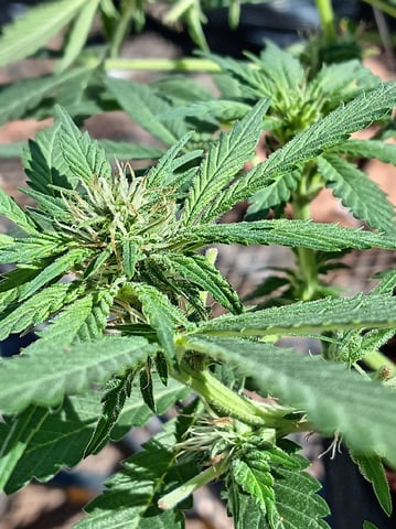 Strawberry Banana Auto  — flower, day 115
