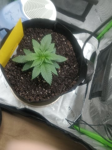 Critical Purple Kush — vegetative, day 32