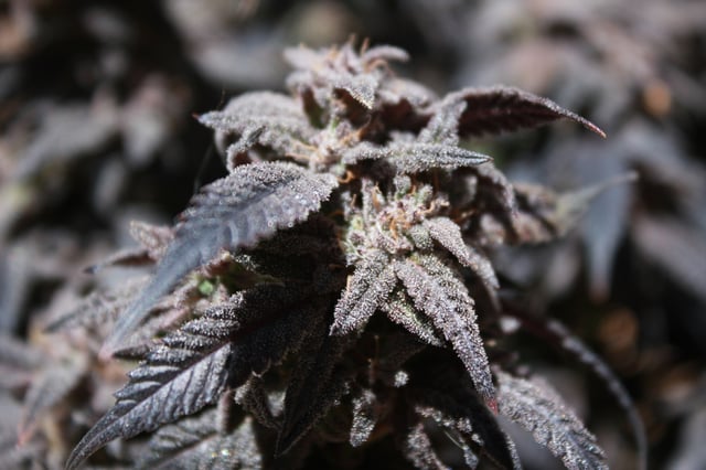 Second Grow — flower, day 65