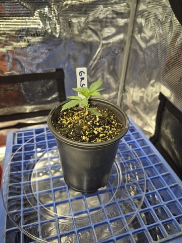 Grow 1 2026 Gelato Rainbow Sherbert  — seedling_rooting, day 2