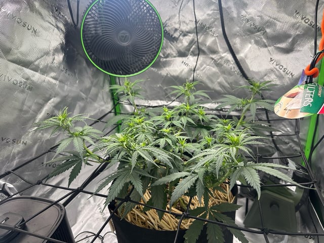 Pine (Auto) 2025 - 0 — flower, day 44