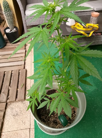 epsilon f1 — flower, day 21