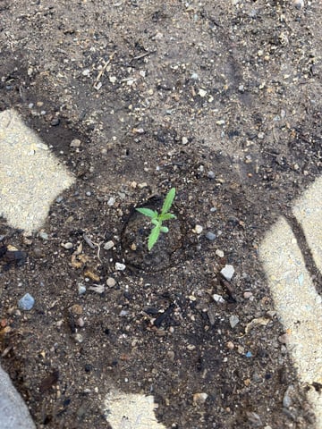 2 Mystery And Special Queen One Auto  — seedling_rooting, day 9