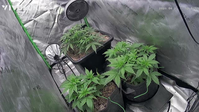 Jelly Donutz Auto And Pineapple OG Auto