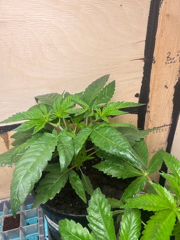 white 🕷️  — vegetative, day 30