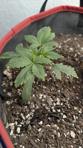 All White Spring Grow — vegetative, day 17