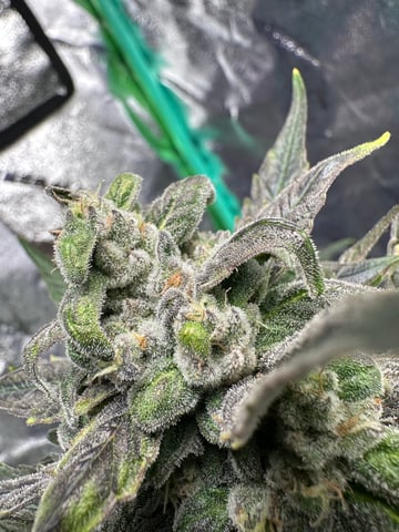 Gelly Mama and Sugar Tree — flower, day 132