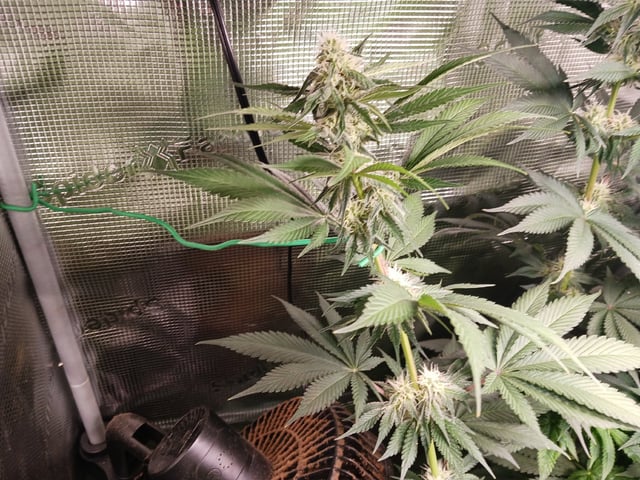 Gorilla Sherbert Feminized From Blimburn Seeds  — flower, day 64