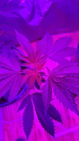 b1. — vegetative, day 79