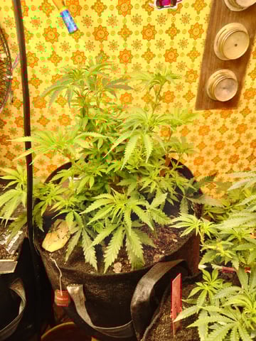 autos — germination, day 44