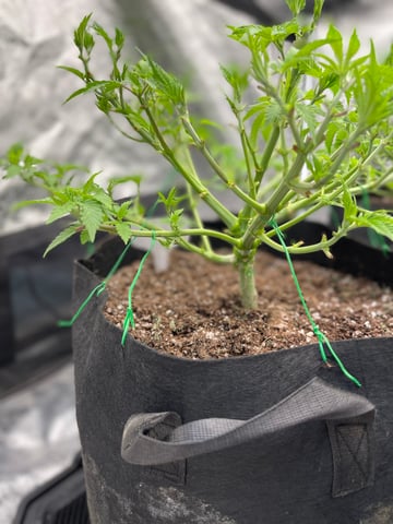 1st Ever Grow (GodFather OG) (Coco) — vegetative, day 54