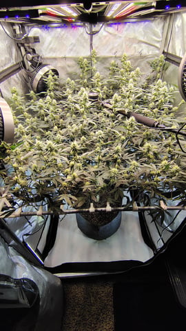 Straight Blasted  — flower, day 27