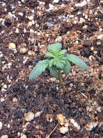 Gorilla Gas  — seedling_rooting, day 7