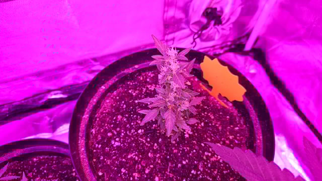 first grow adventure  — vegetative, day 36