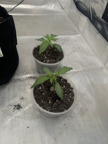 PBB and SN — vegetative, day 28