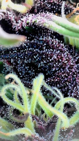 Moving On — flower, day 33