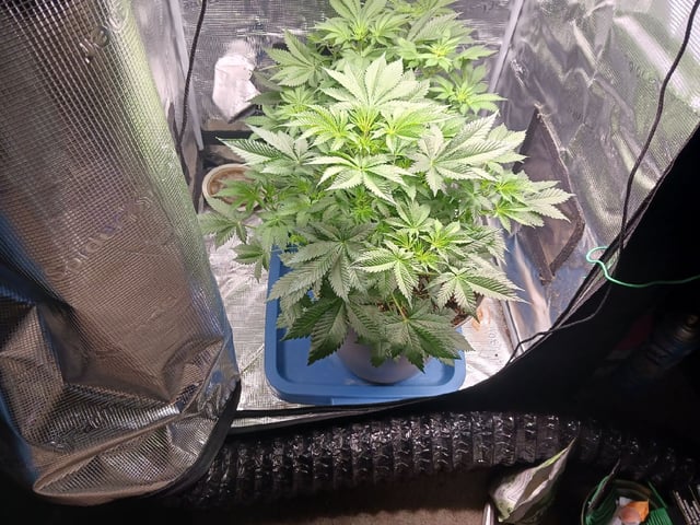 9lbhammer feminized  — flower, day 35